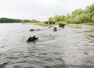 Pływające krowy